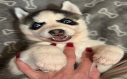 Siberian Husky dogs for sale: Beautiful Purebred Siberian Husky puppies  - Image 3