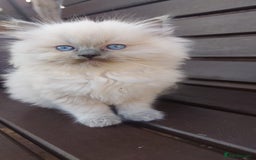 Ragdoll cats for sale: BEAUTIFUL PURE RAGDOLL KITTENS - Image 2