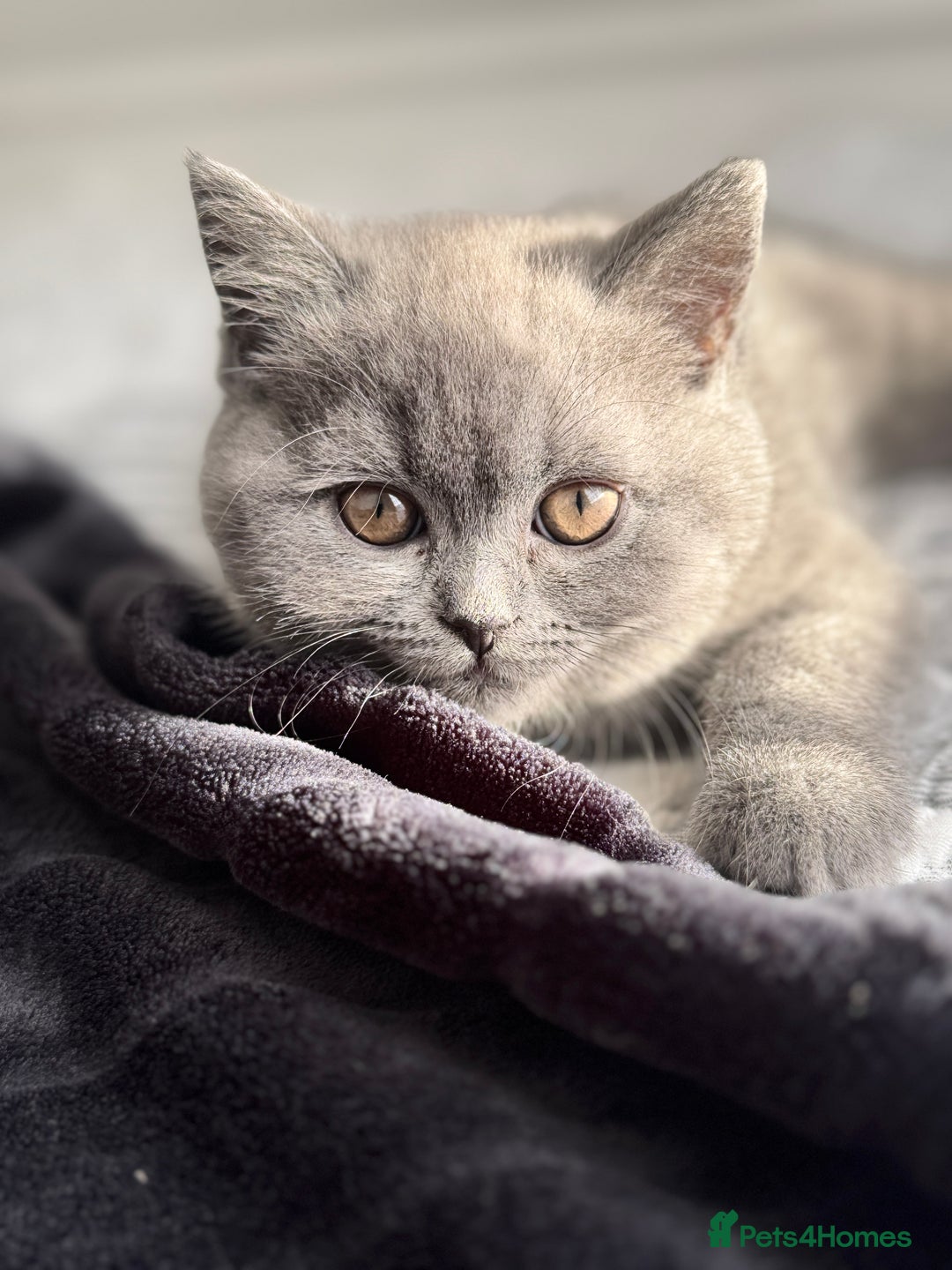Scottish Fold cats for sale: Kitten 🥰 - Image 3