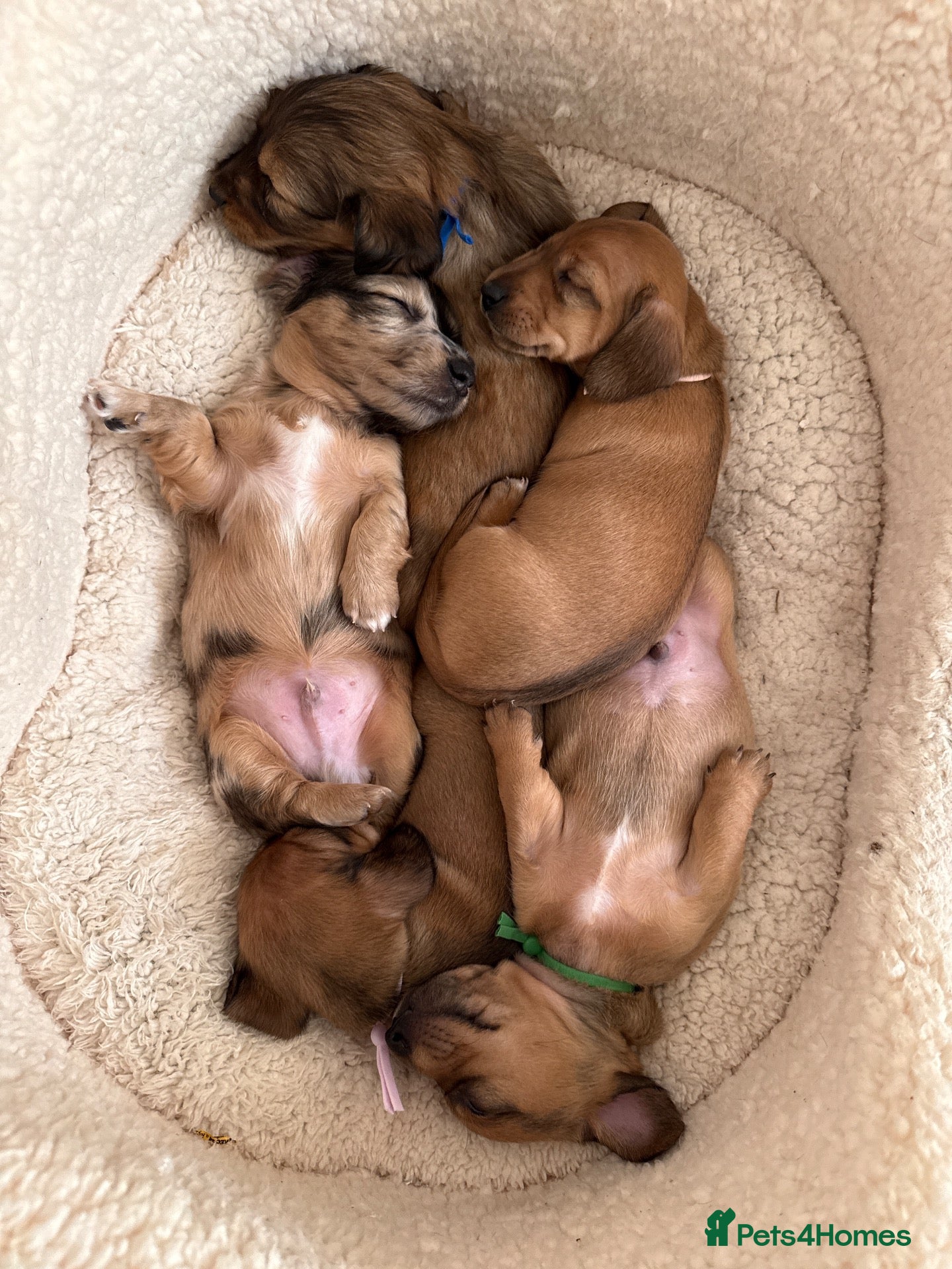 Miniature Dachshund dogs 5 beautiful miniature dachshund  - Advert 1