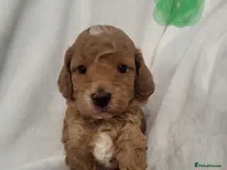 Cockapoo dogs F1bb show type cockapoo - Advert 3