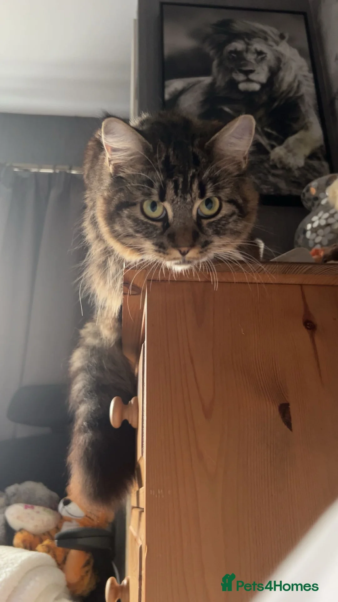 Mixed Breed cats for sale: Maine Coon cross female  - Advert 4