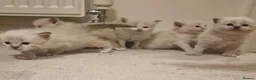 Ragdoll cats for sale: Pure ragdoll kittens looking for a new home - Advert 2