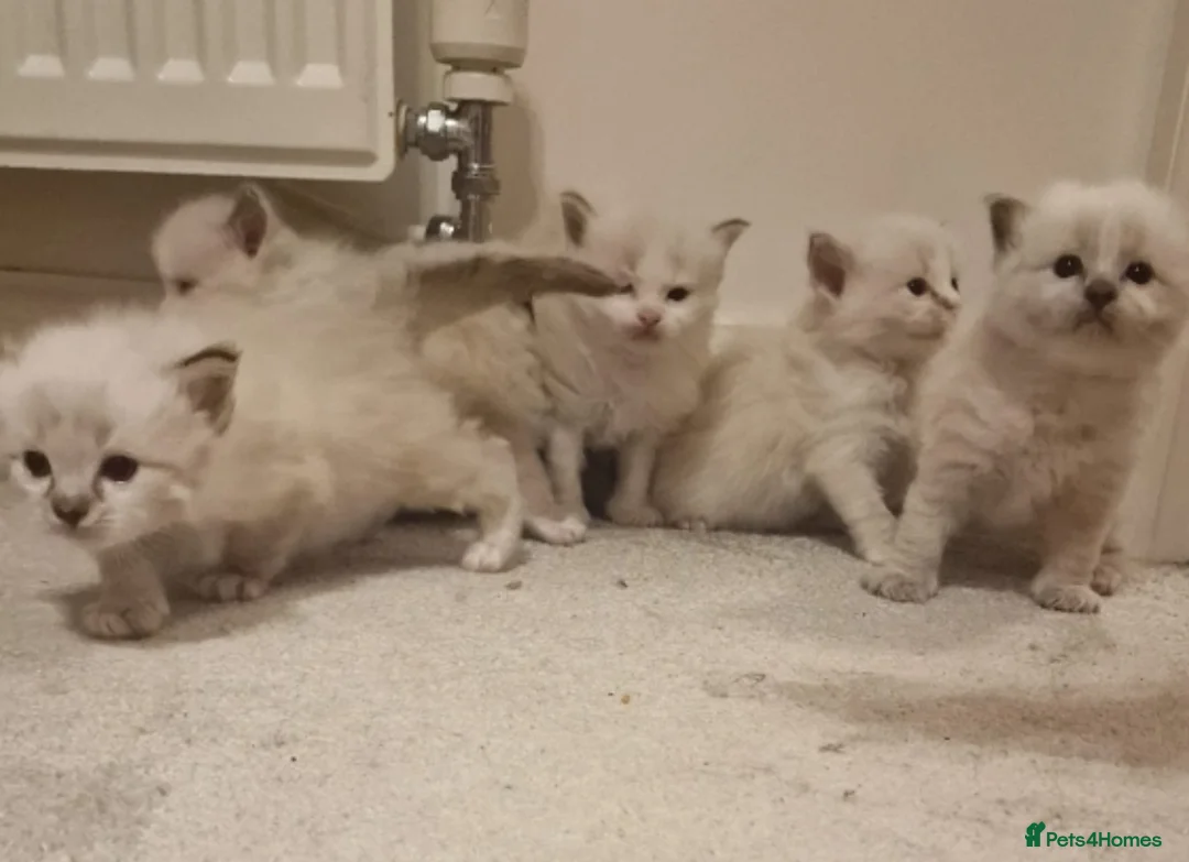 Ragdoll cats for sale: Pure ragdoll kittens looking for a new home - Advert 2