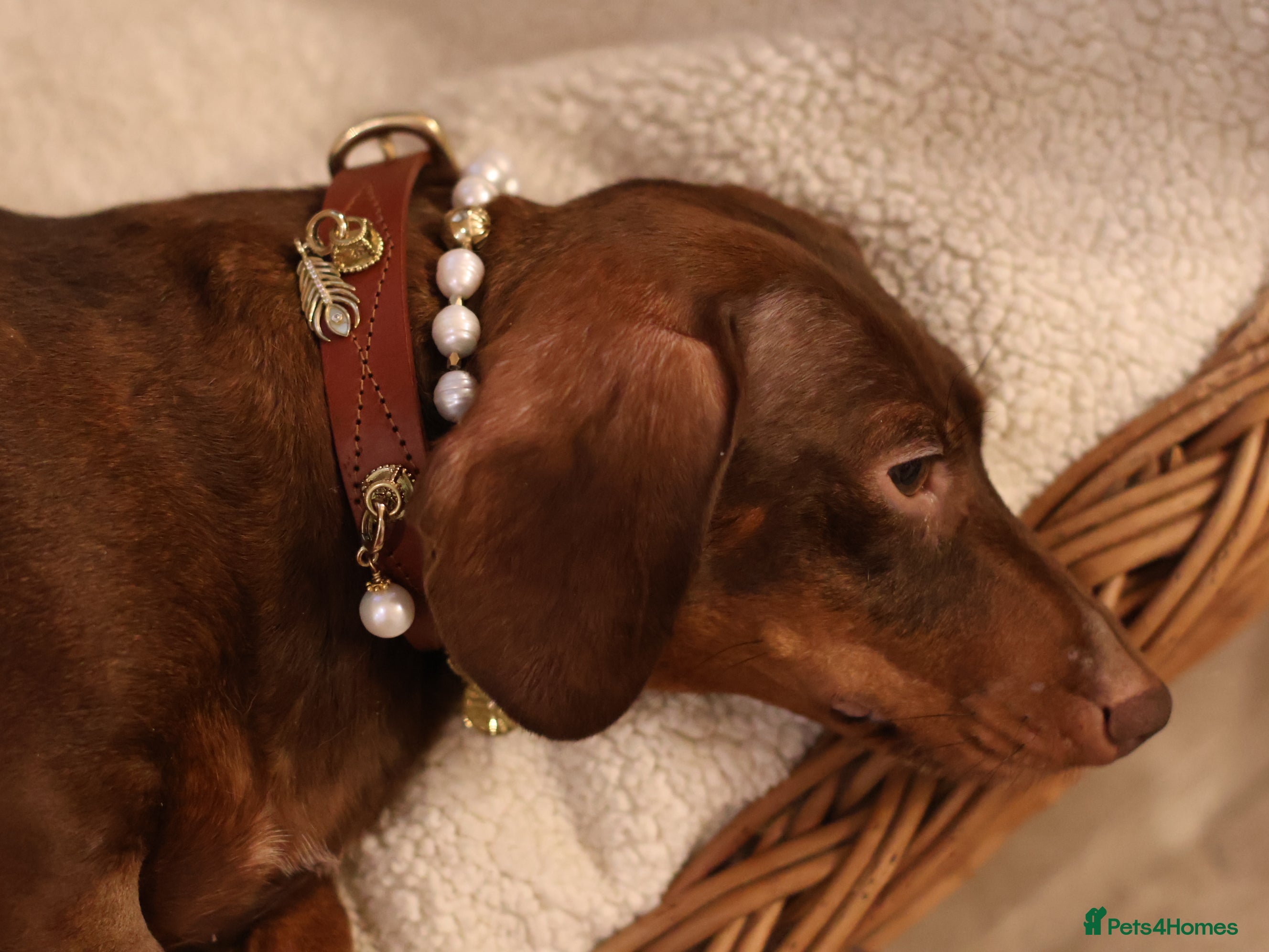 Miniature Dachshund dogs 2Lovely Girls+Great with Kids+Dogs+Pet Homes Only - Advert 1