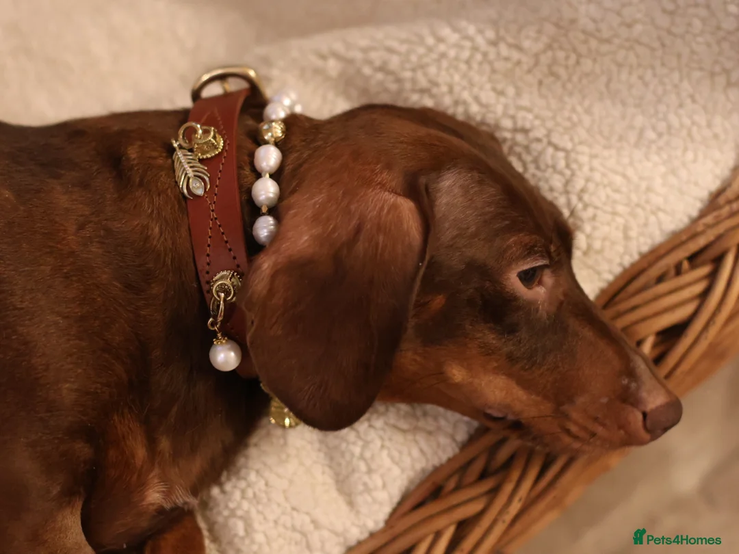 Miniature Dachshund dogs for sale: 2Lovely Girls+Great with Kids+Dogs+Pet Homes Only - Advert 1