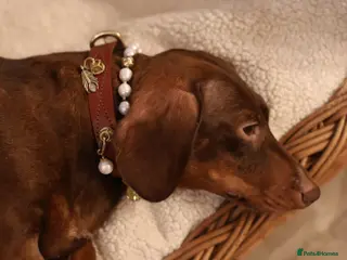 Miniature Dachshund dogs 2Lovely Girls+Great with Kids+Dogs+Pet Homes Only - Advert 5