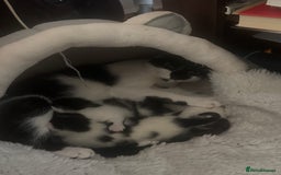 Mixed Breed cats for sale: 3 beautiful kittens looking for new home - Image 27
