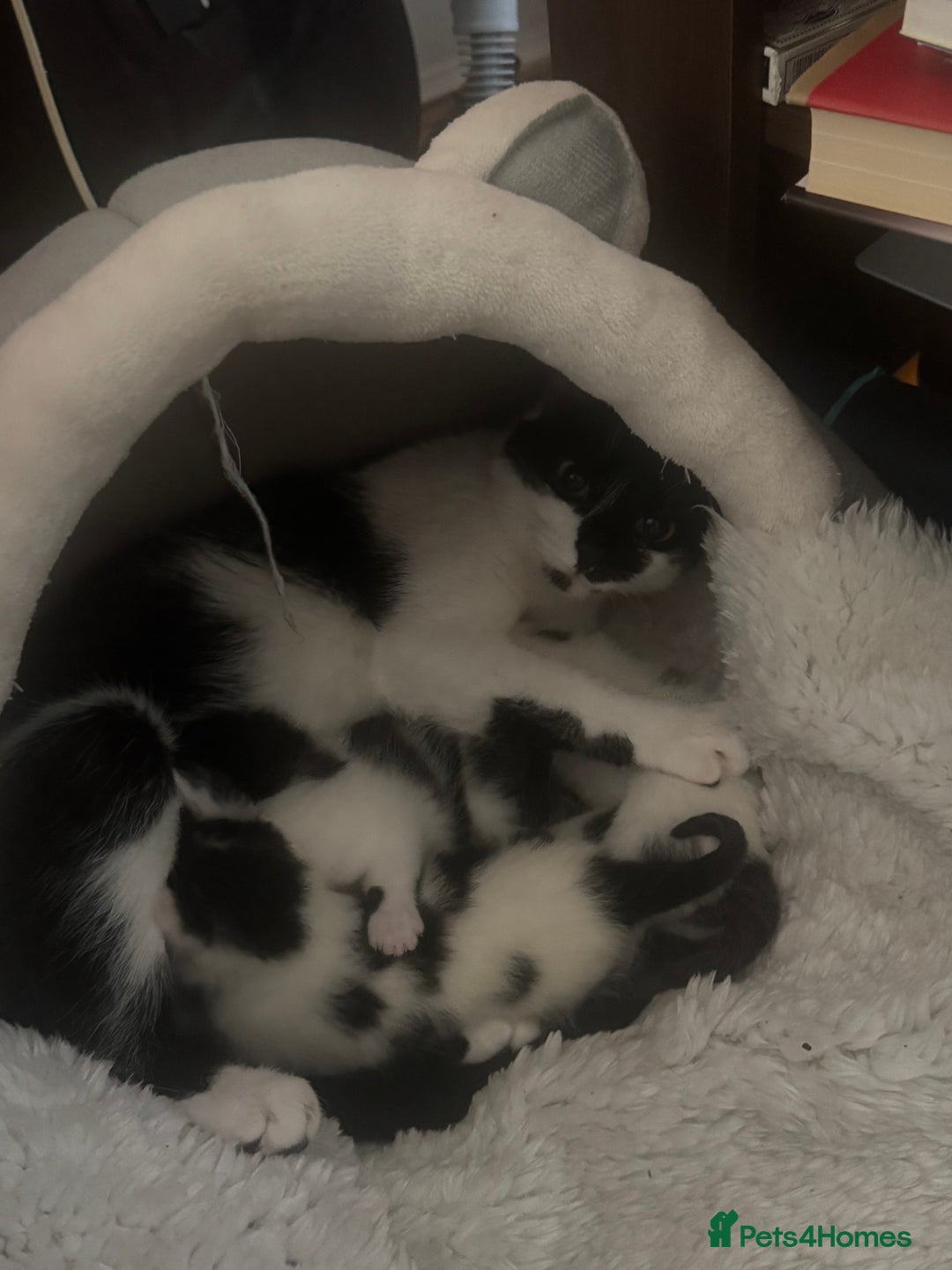Mixed Breed cats for sale: 3 beautiful kittens looking for new home - Image 27