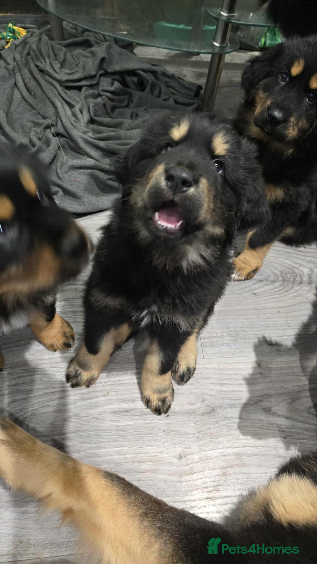 Tibetan Mastiff dogs for sale: Tibetan mastiff puppies  - Advert 5