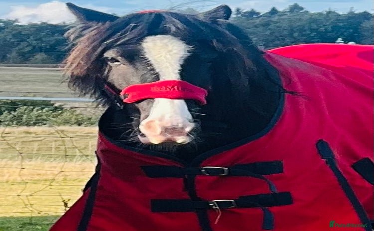 Irish Cob horses - Advert 2