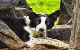 Mixed Breed dogs for sale: Border collie cross/bearded collie puppies  - Image 15