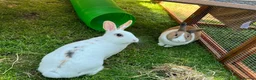 Mixed Breed rabbits for sale: Urgent Loving Home Needed for Bonded Rabbits in Hove - Advert 3