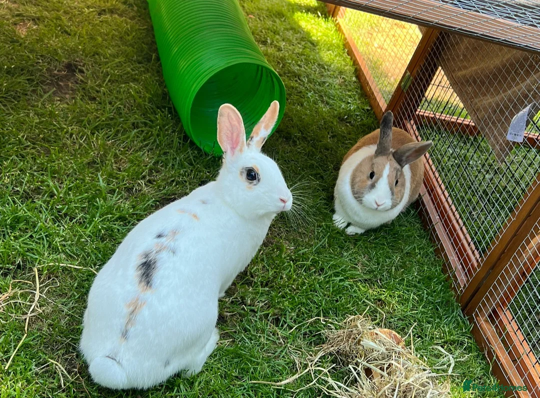 Mixed Breed rabbits for sale: Urgent Loving Home Needed for Bonded Rabbits in Hove - Advert 3