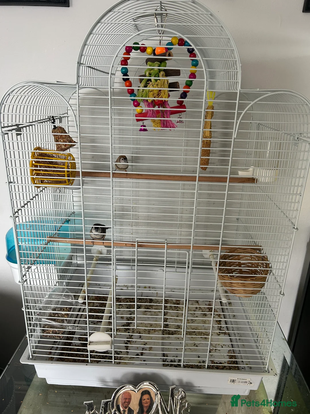 Finches birds for sale: 2 owl finches  - Advert 1