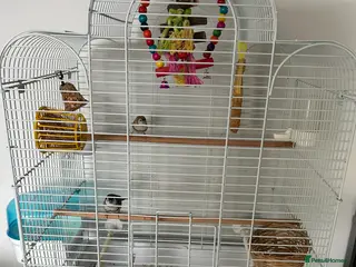 Finches birds 2 owl finches - Advert 11