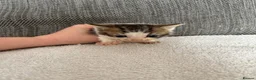 Mixed Breed cats for sale: Last tabby boy - Advert 3