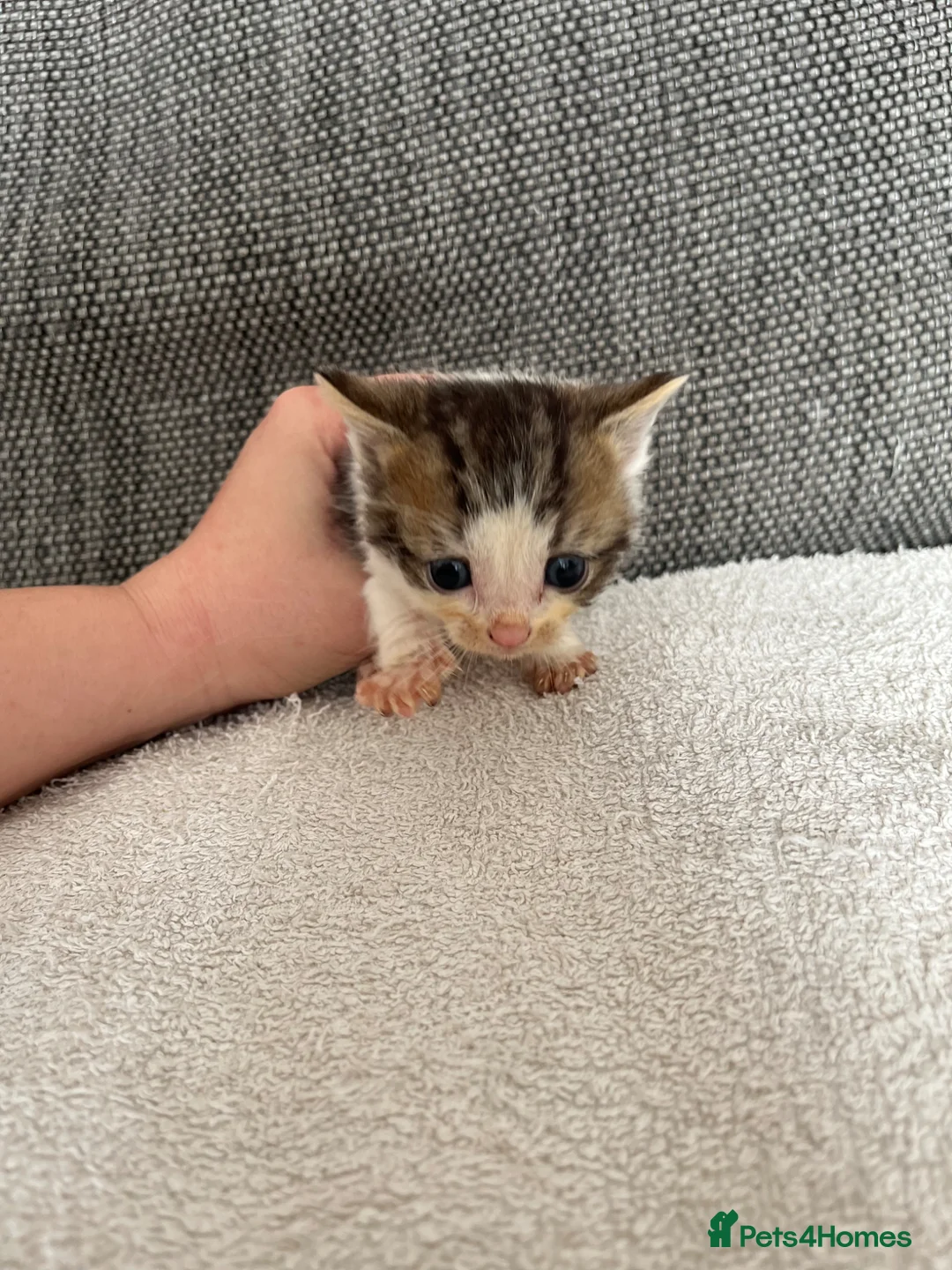 Mixed Breed cats for sale: Last tabby boy - Advert 3