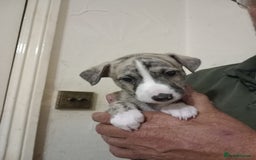 Whippet dogs for sale: Top Class Whippet Puppies bred from Champions - Image 4