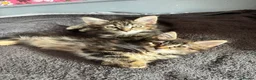Mixed Breed cats for sale: 2 Maine coone/siberian kittens for sale  - Advert 1