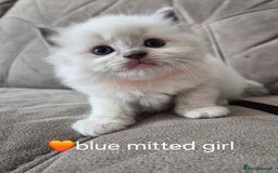 Ragdoll cats for sale: 5 GCCF Pedigree Ragdoll kittens for sale - Image 6