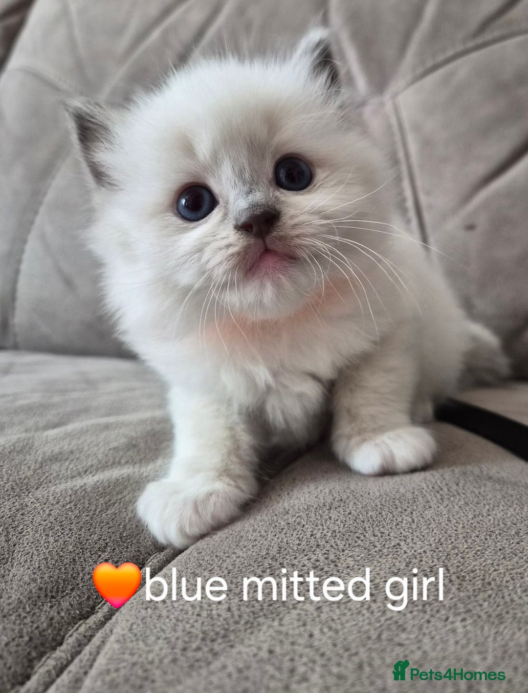 Ragdoll cats for sale: 5 GCCF Pedigree Ragdoll kittens for sale - Image 6