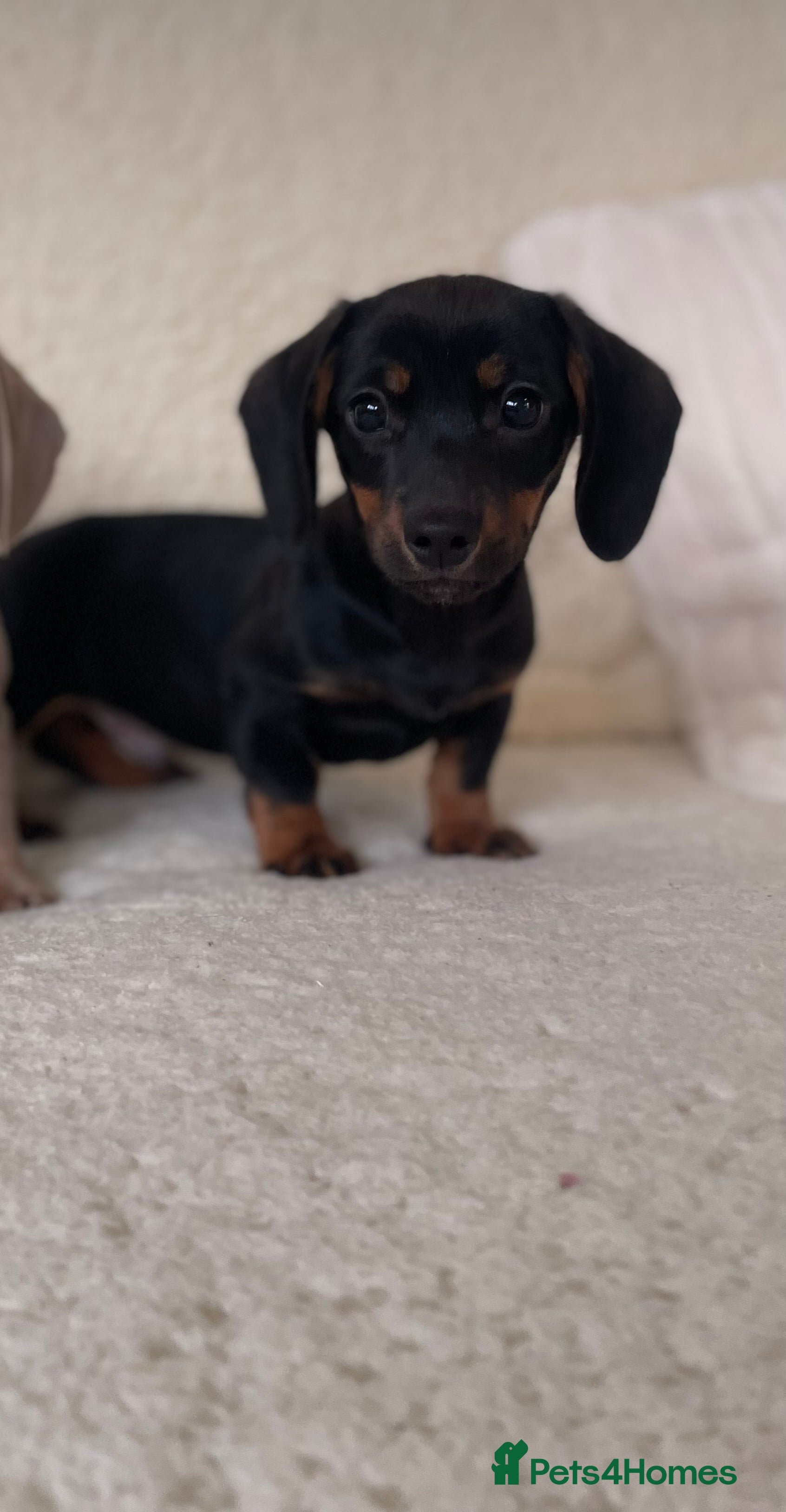 Dachshund dogs 💙💙💙only one Black and Tan boy available 💙💙 - Advert 15