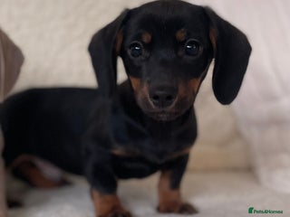 Dachshund dogs 💙💙💙only one Black and Tan boy available 💙💙 - Advert 2