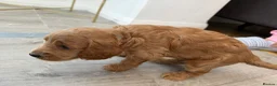 Cockapoo dogs for sale: F1 cockapoo for sale - Advert 20