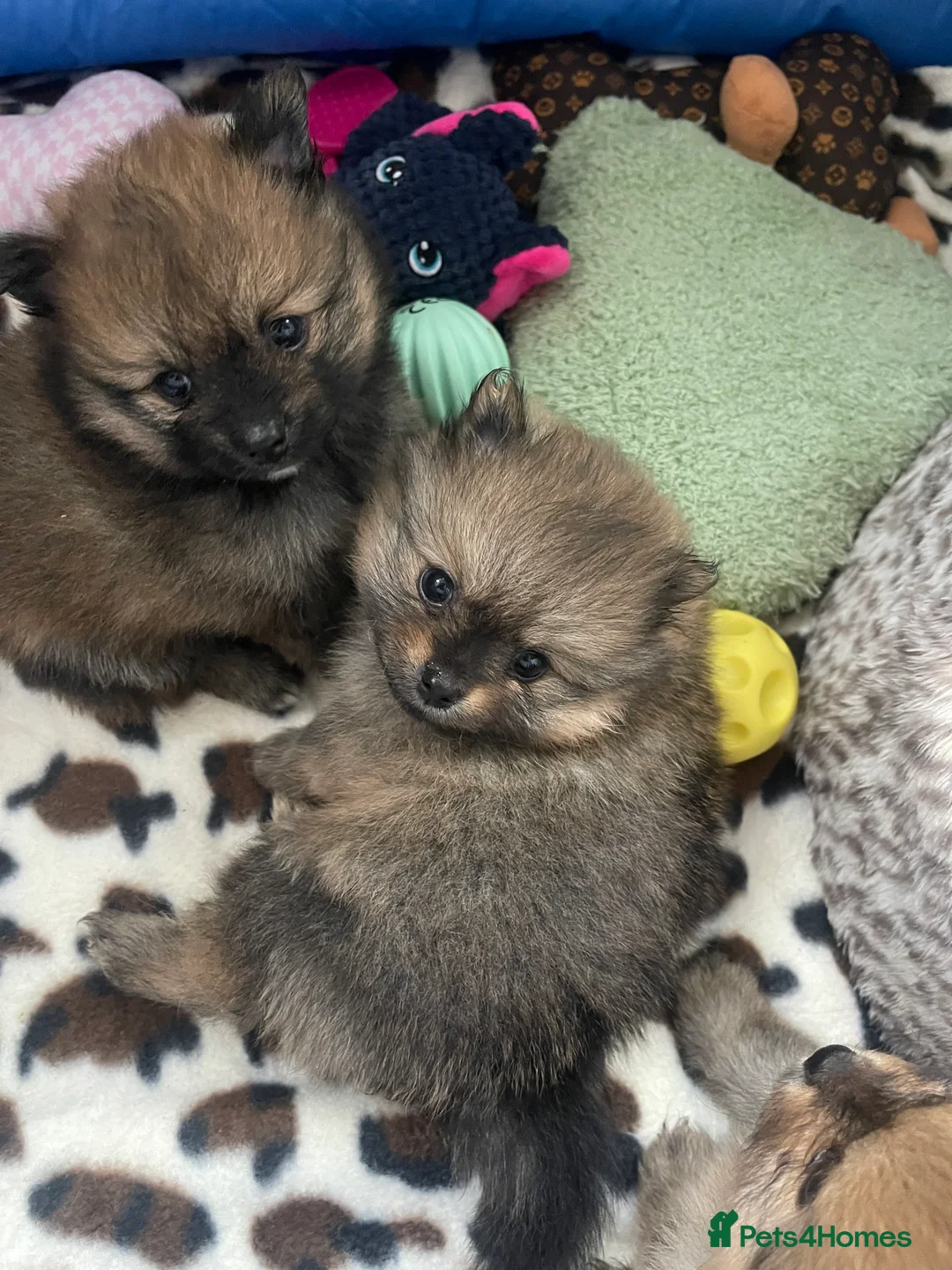 Pomeranian dogs for sale: Pomerian puppies  - Advert 14