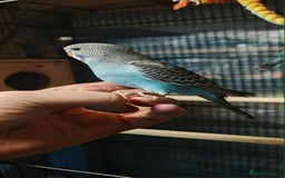 Budgerigars birds for sale: Budgies - Image 4