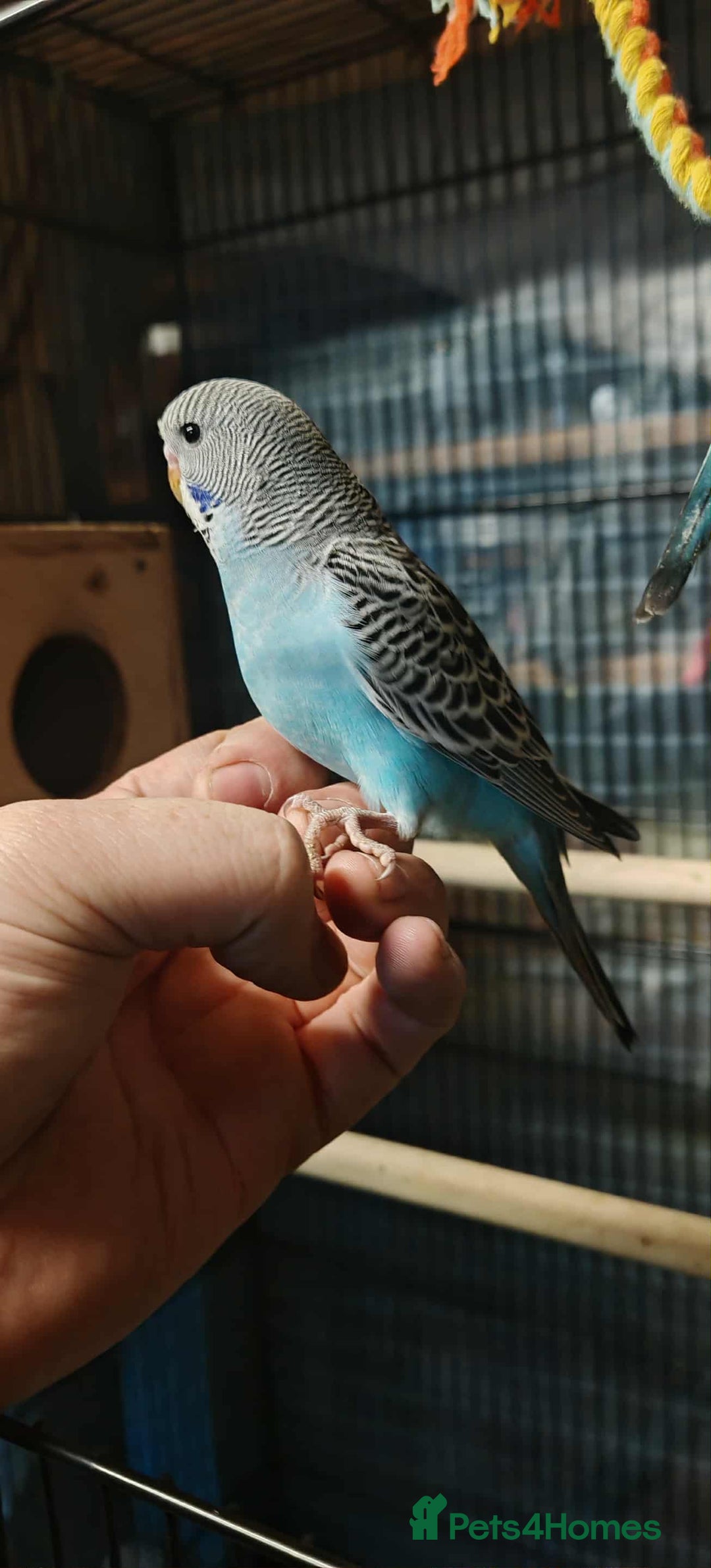 Budgerigars birds for sale: Budgies - Image 4