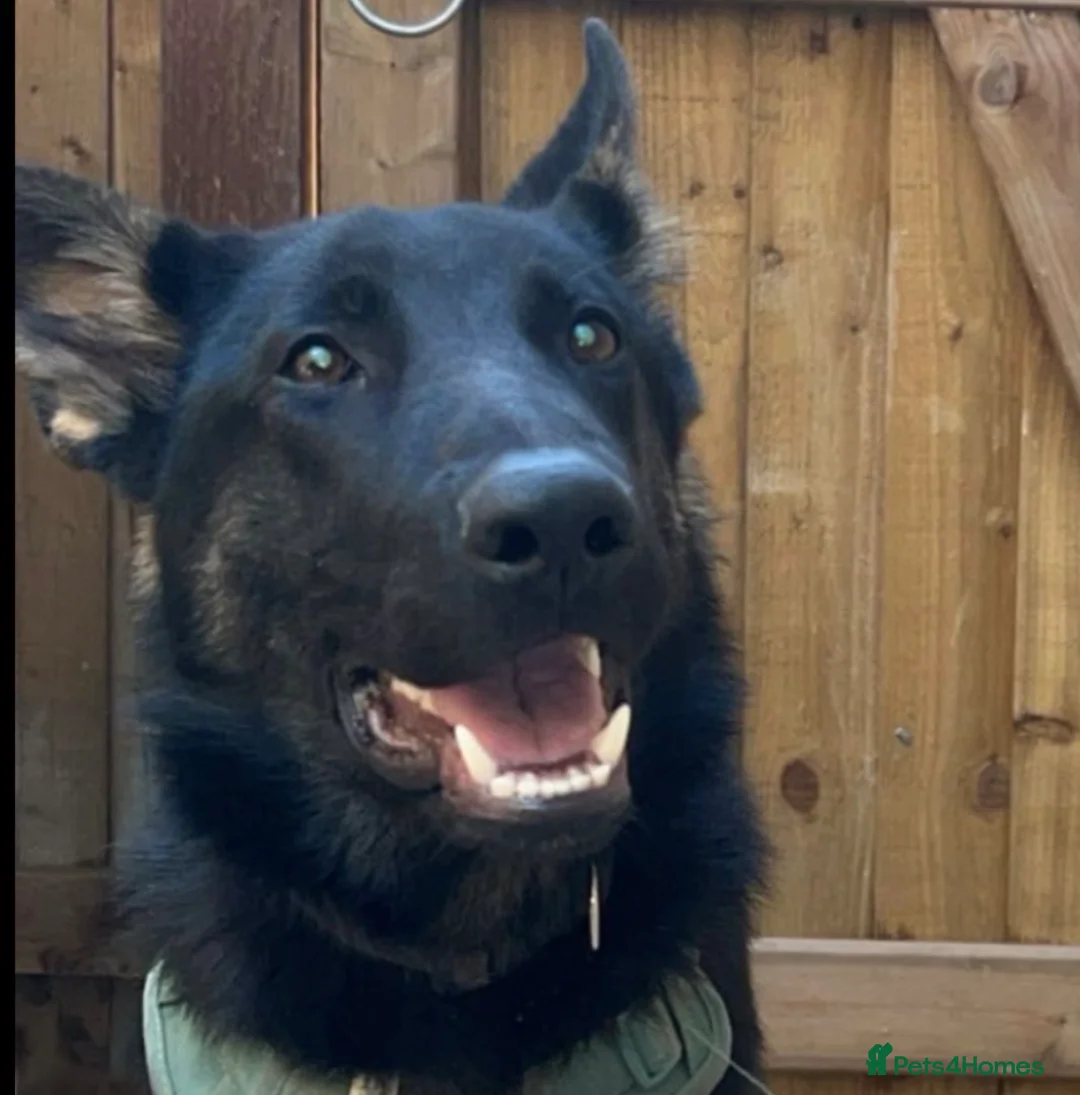 German Shepherd dogs for sale: German Shepard male  in Chesterfield - Advert 1
