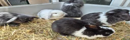 Mini Lop rabbits for sale: 5 Female mini lops  - Advert 9