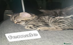 Mixed Breed cats for sale: 5 Beautiful kitten for sale - Image 11