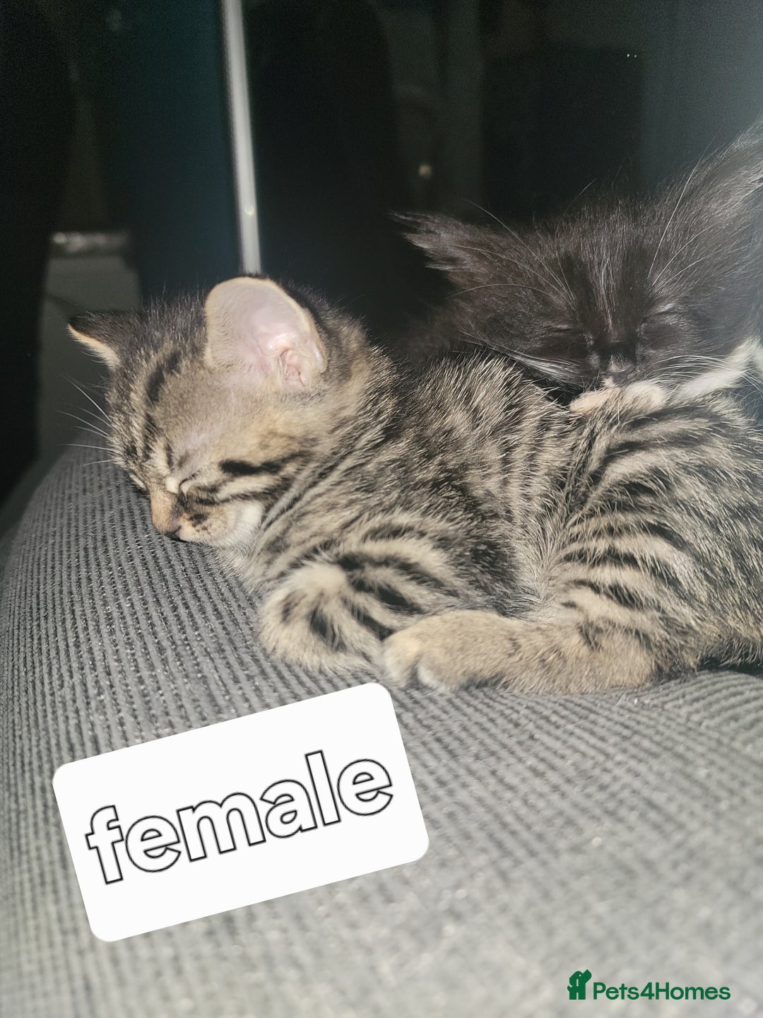 Mixed Breed cats for sale: 5 Beautiful kitten for sale - Image 11