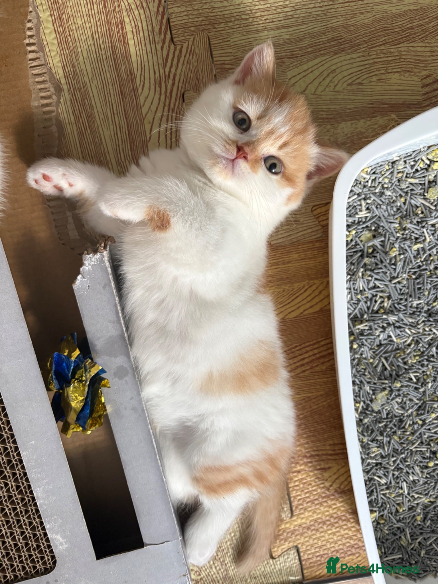 British Shorthair cats Beautiful Gccf registered bsh kittens  - Advert 1
