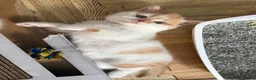 British Shorthair cats for sale: Beautiful Gccf registered bsh kittens  - Advert 6