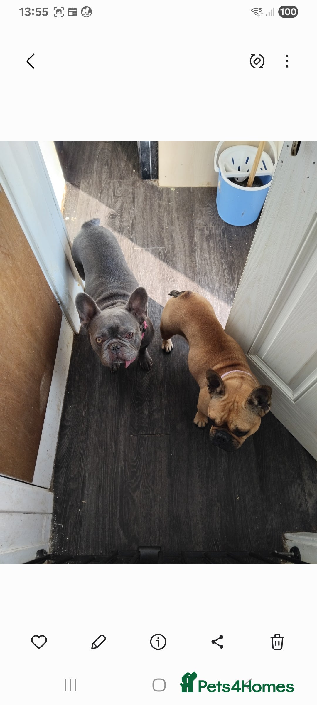 French Bulldog dogs for sale: French bulldog  - Image 9