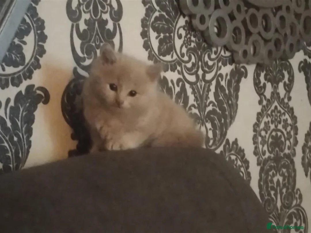 Mixed Breed cats for sale: Adorable kittens - Advert 2