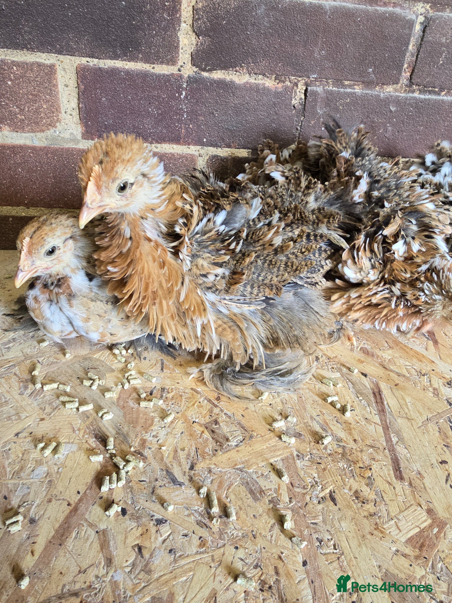 Chickens poultry Pekin Bantam pullet growers  - Advert 14