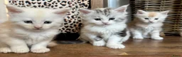 Maine Coon cats for sale: Stunning litter of Maine coon babies!  - Advert 17