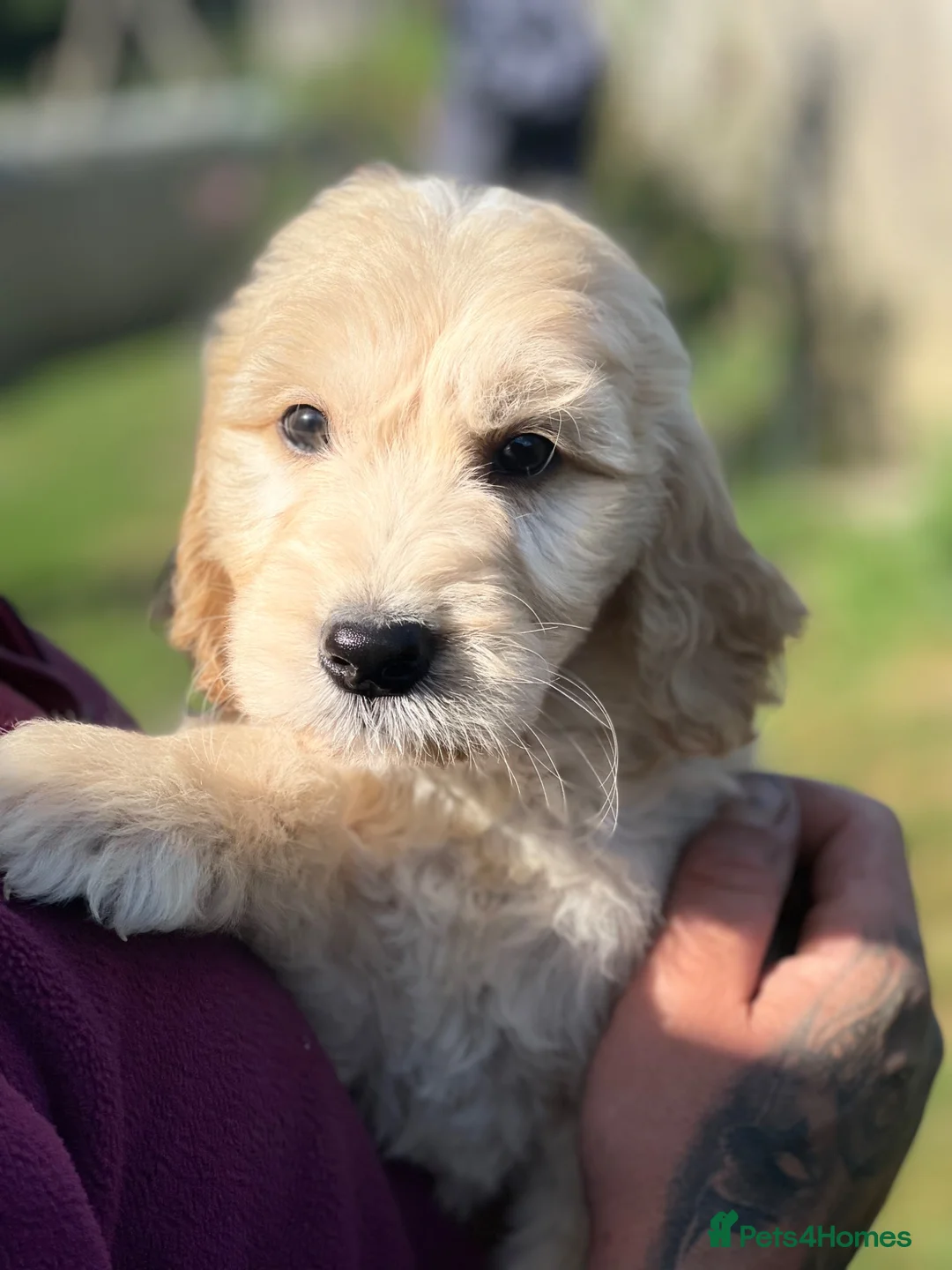 Goldendoodle dogs for sale: Golden doodles  - Advert 5
