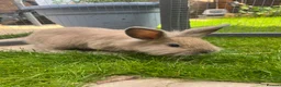 Lionhead rabbits for sale: Bunnies  - Advert 3