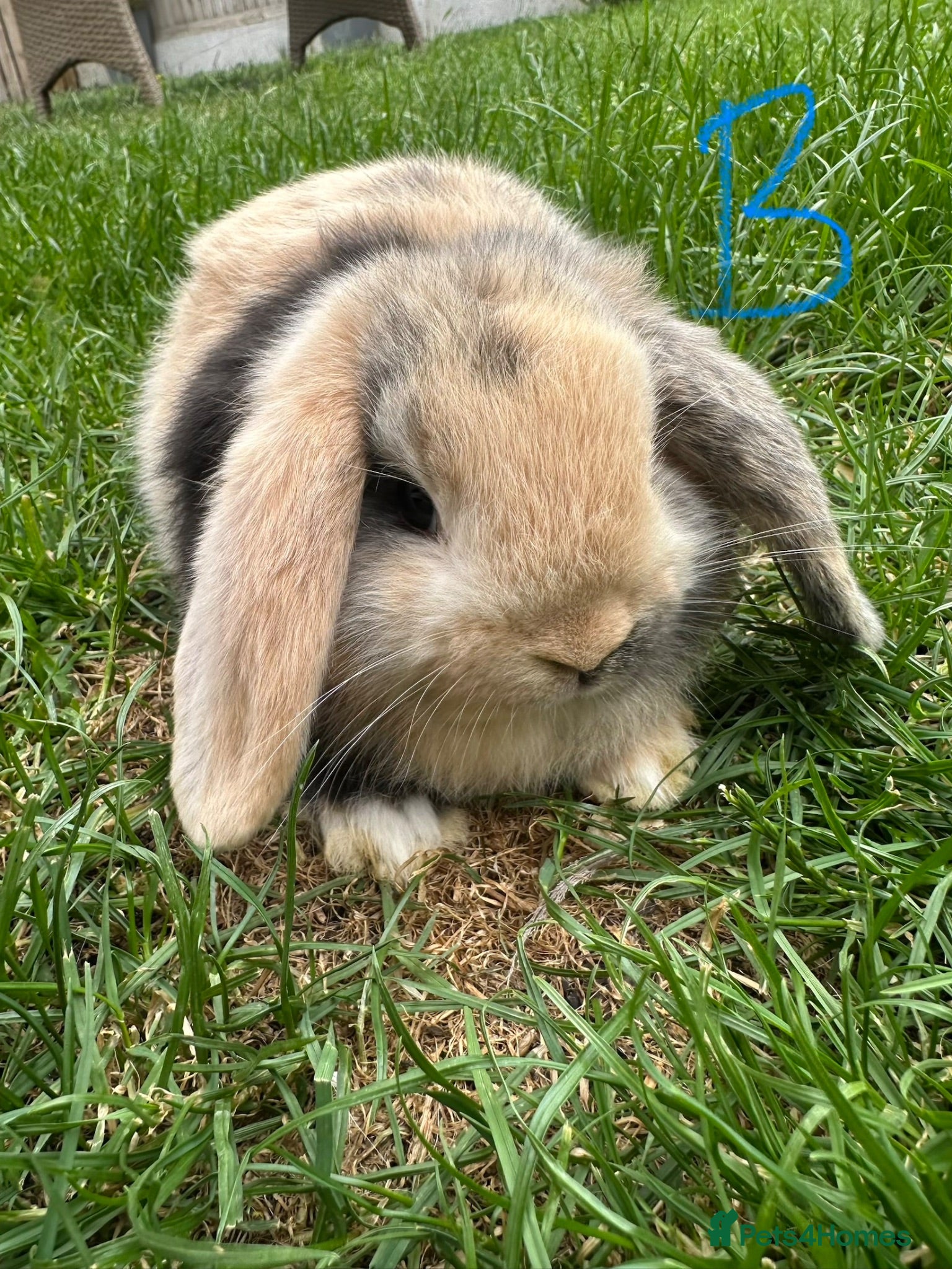 Mini Lop rabbits Mini Lop Rabbits For Sale  - Advert 1