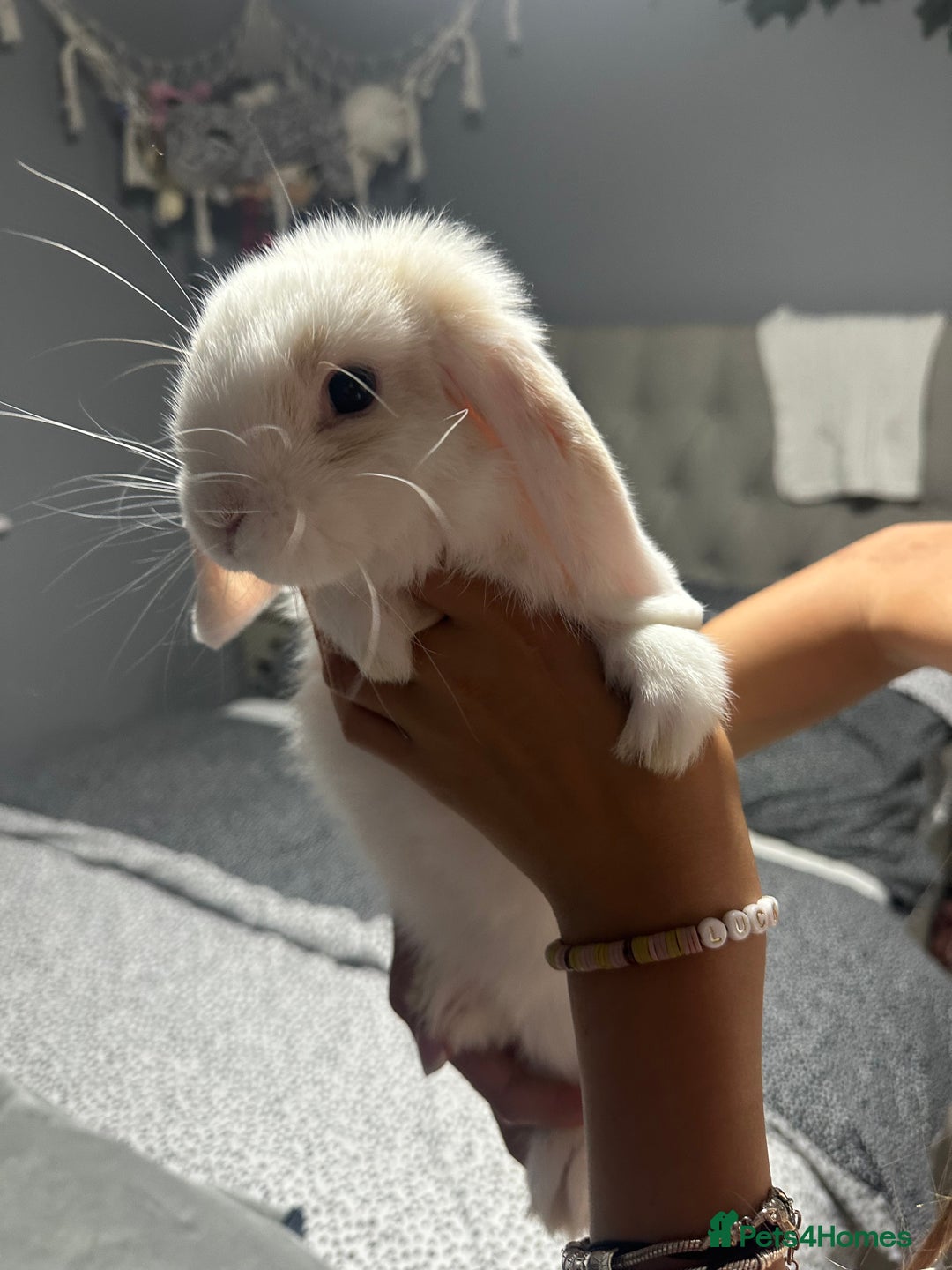 Mini Lop rabbits for sale: Mini dwarf lop rabbit  - Image 5