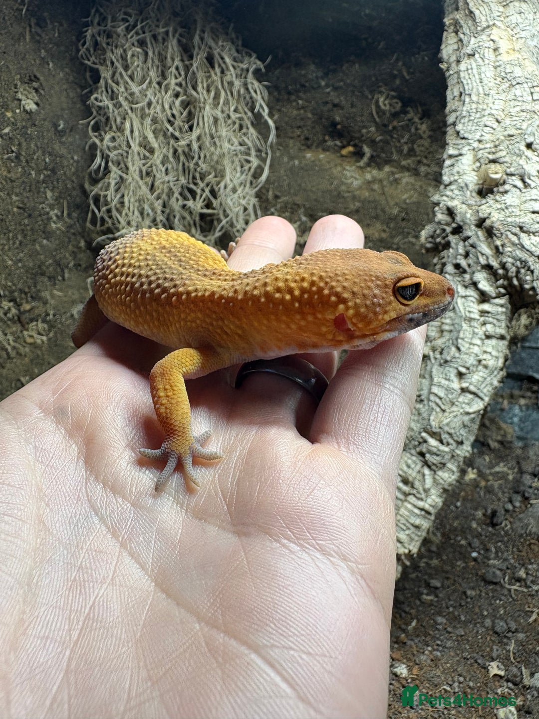 Leopard Gecko reptiles for sale: Leopard Gecko Blood Mandarin & Viv Exotic+  (3ft) - Advert 3