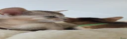 Abyssinian cats for sale: 🔥 TICA Registered Abyssinian Kittens - Advert 23