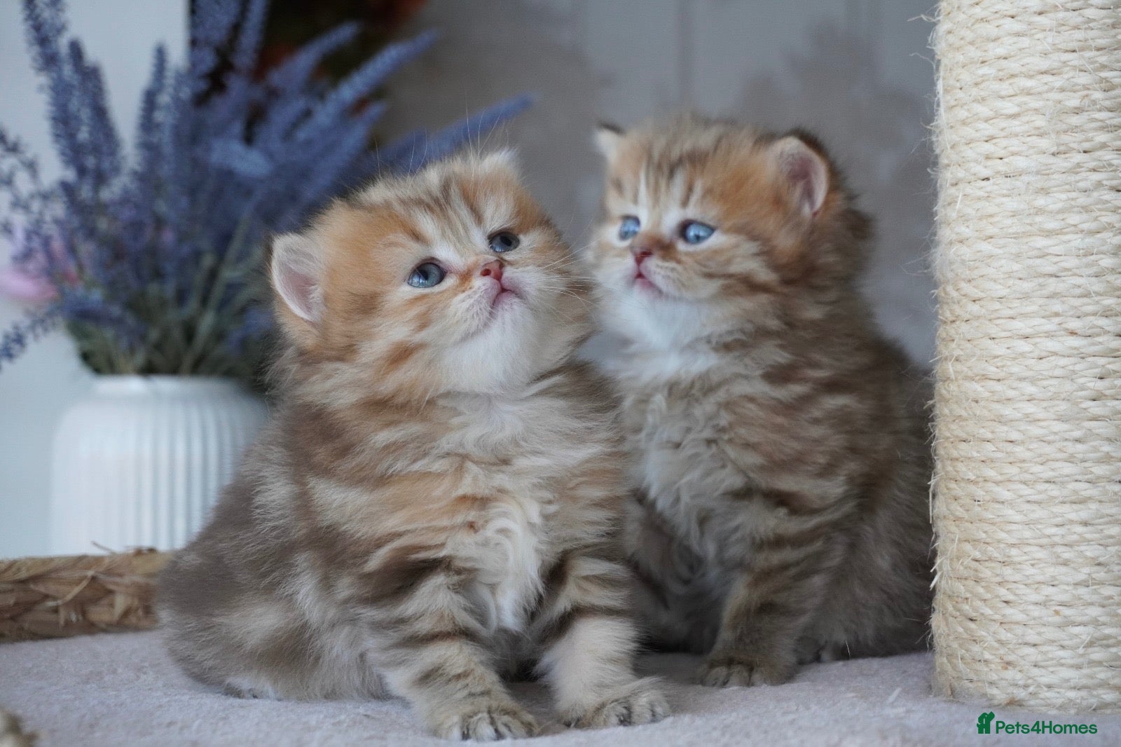 Munchkin cats Beautiful Golden Chocolate kittens - Advert 1