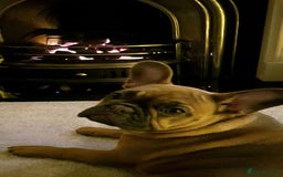 French Bulldog dogs for sale: Beautiful adult female Frenchie - Image 1